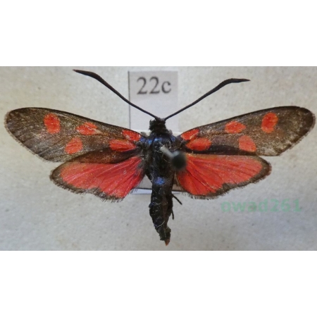 Zygaena lonicerae (Scheven, 1777) Slovakia22c